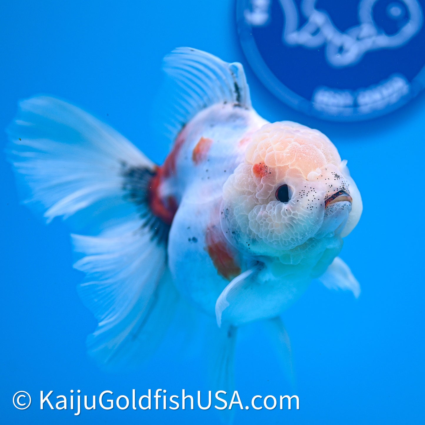Tricolor Sakura Rose Tail Oranda 4in Body (240628_OR05) - Kaiju Goldfish USA