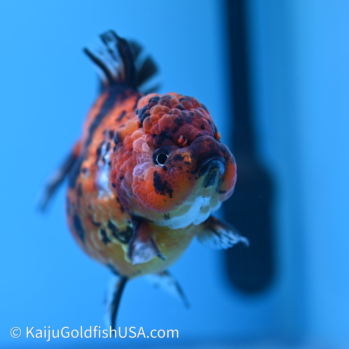 Shogun Godzilla Tiger Oranda 4in Body (240614_OR05) - Kaiju Goldfish USA