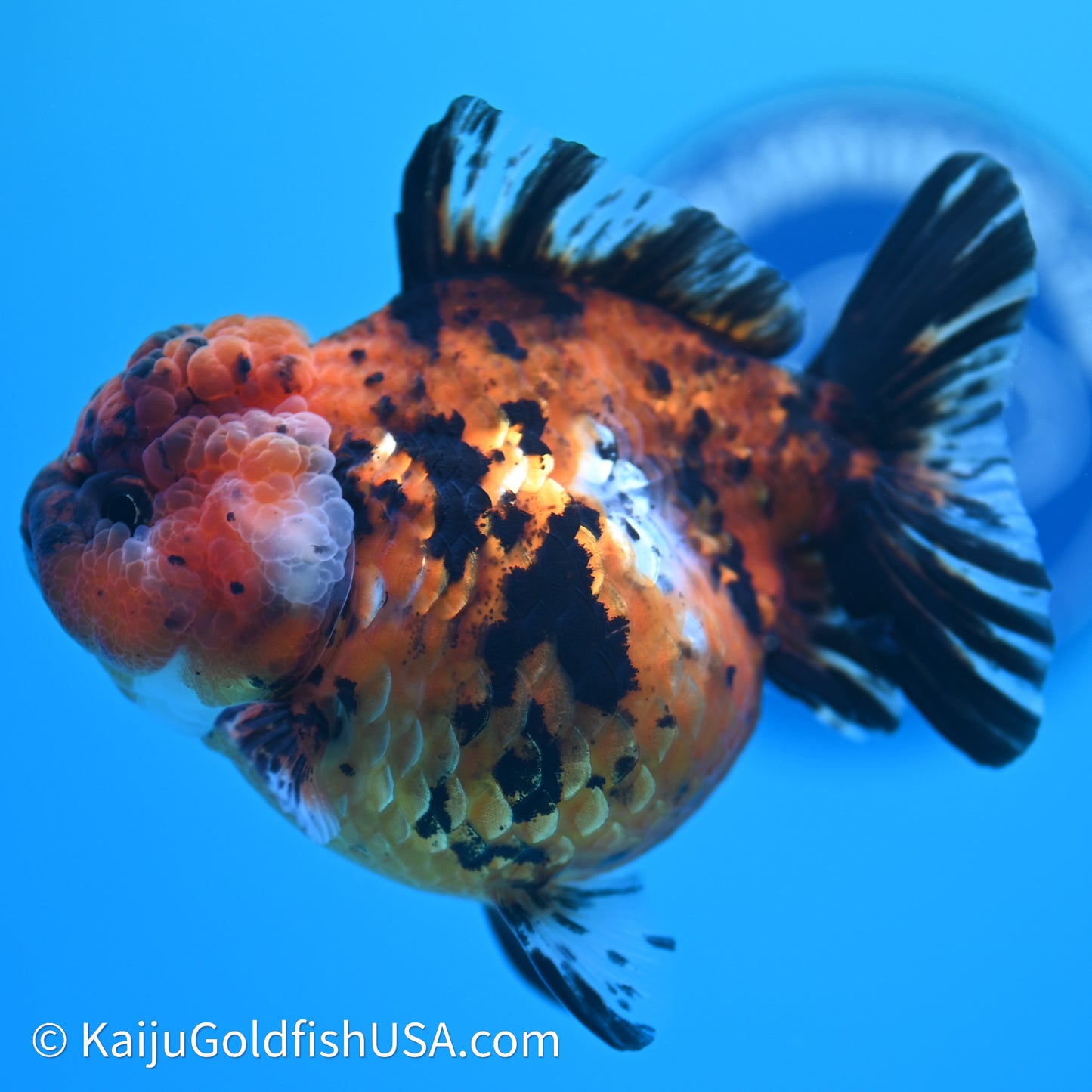Shogun Godzilla Tiger Oranda 4in Body (240614_OR05) - Kaiju Goldfish USA