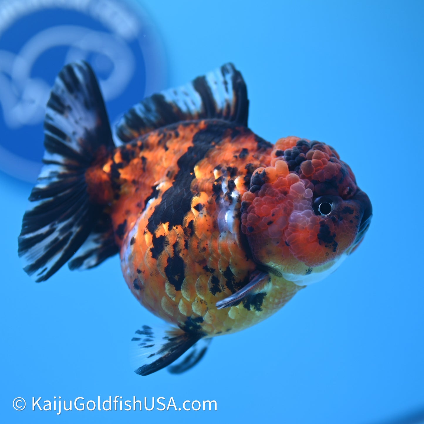 Shogun Godzilla Tiger Oranda 4in Body (240614_OR05) - Kaiju Goldfish USA