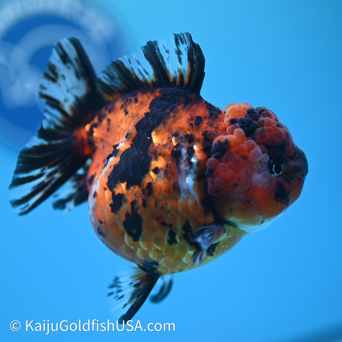 Shogun Godzilla Tiger Oranda 4in Body (240614_OR05) - Kaiju Goldfish USA