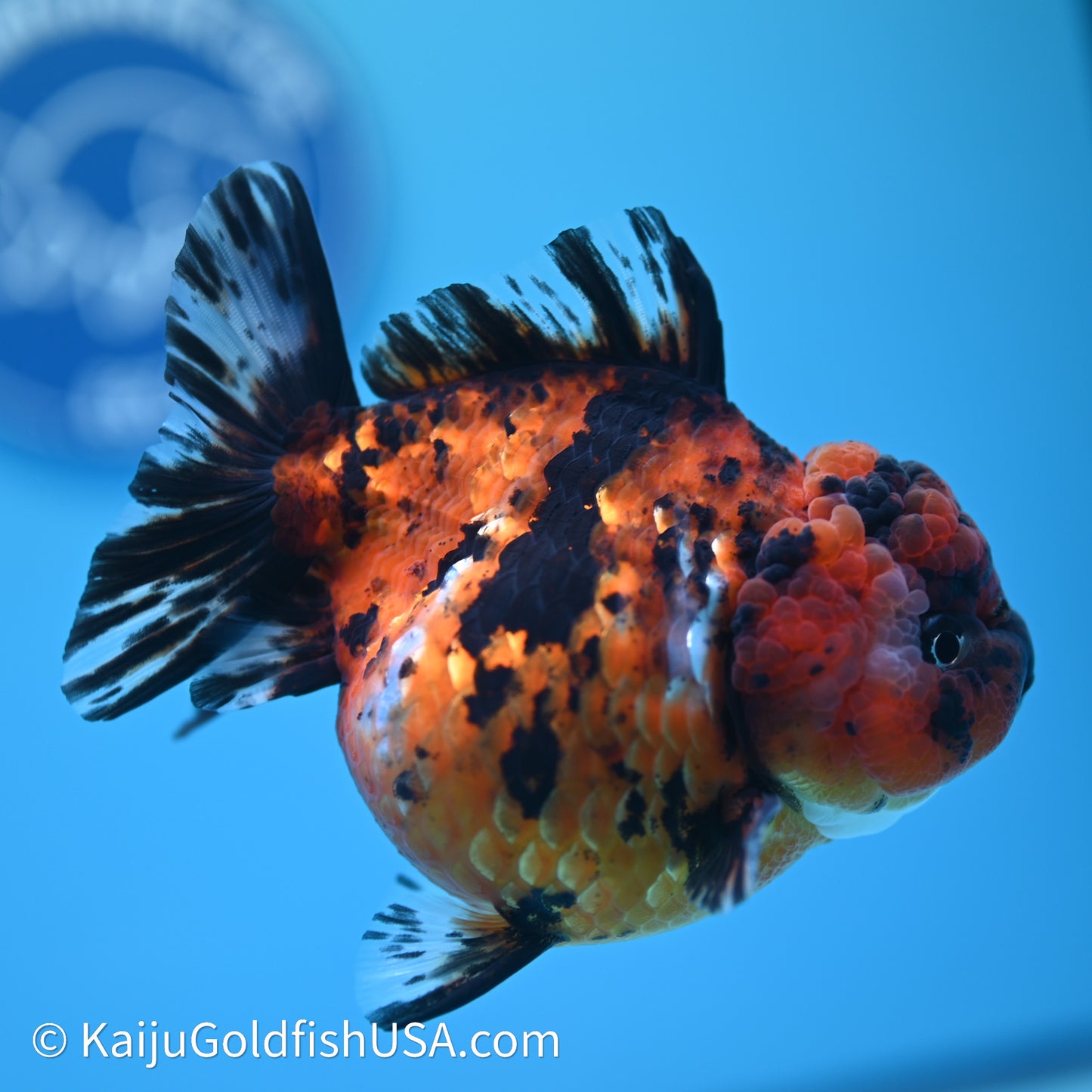 Shogun Godzilla Tiger Oranda 4in Body (240614_OR05) - Kaiju Goldfish USA