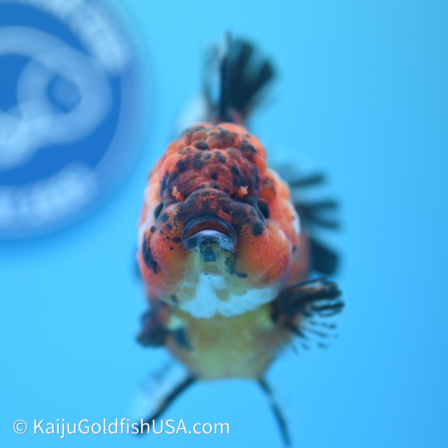 Shogun Godzilla Tiger Oranda 4in Body (240614_OR05) - Kaiju Goldfish USA