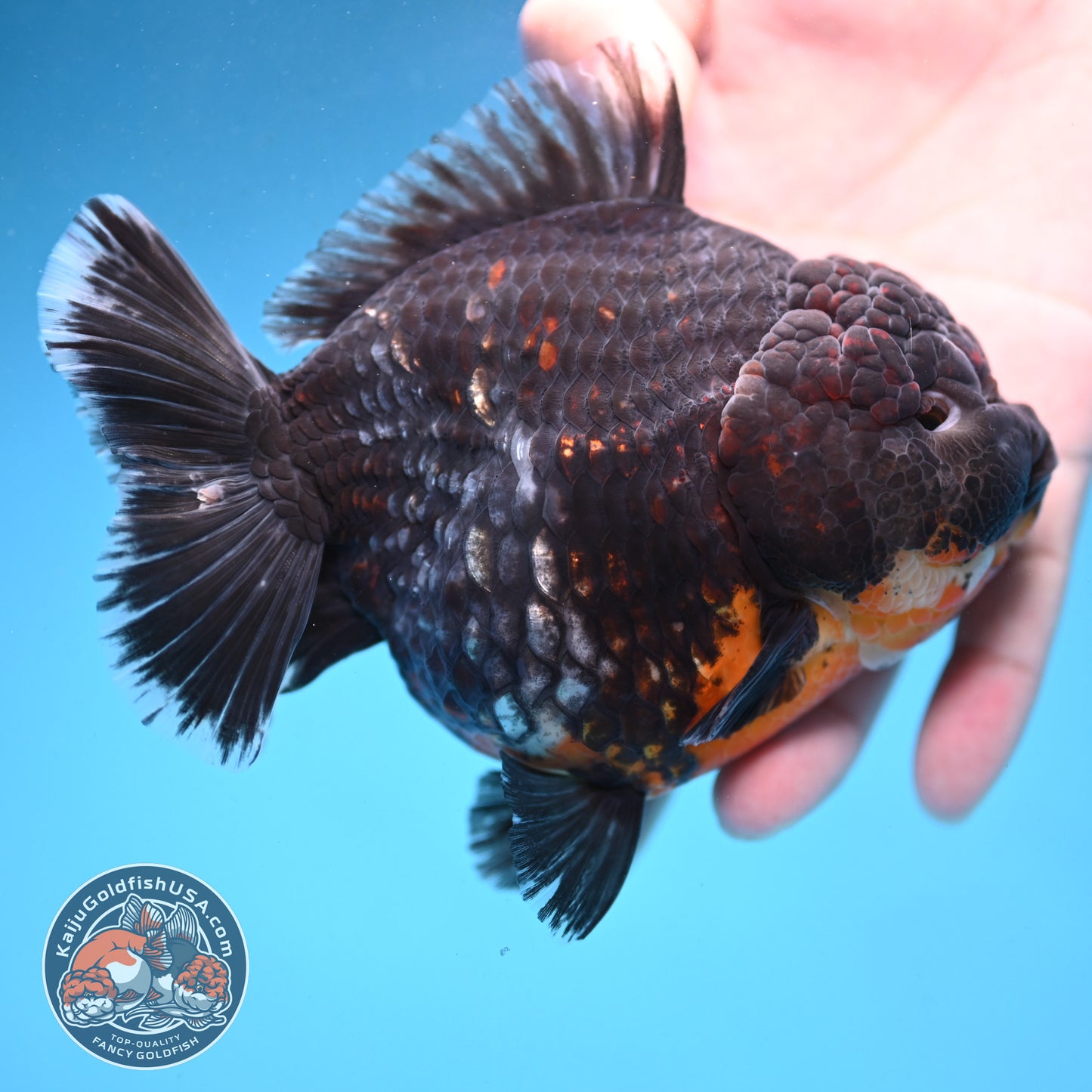 Kirin Oranda 4.5 inch Body (250926_OR05)