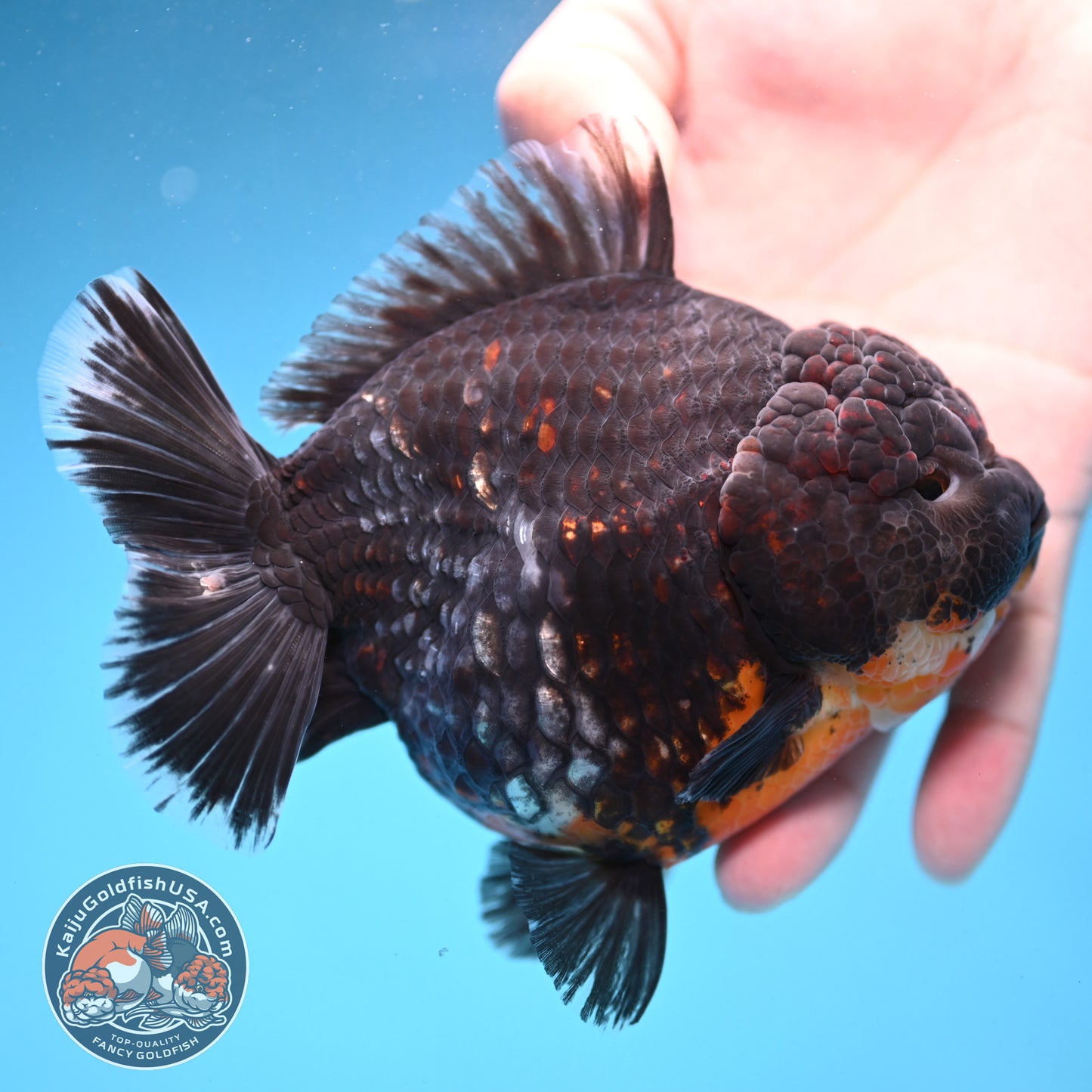 Kirin Oranda 4.5 inch Body (250926_OR05)