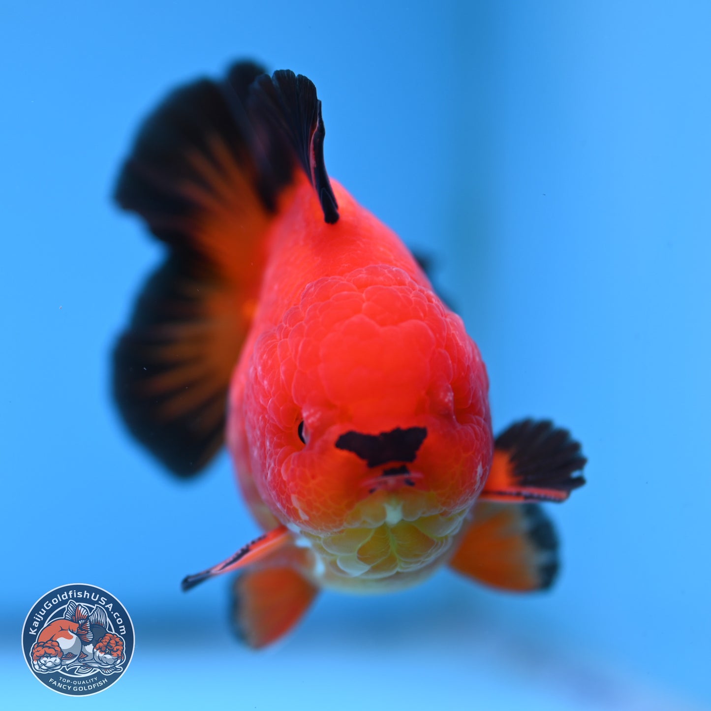 Apache YuanBao Oranda 3.5 inches Body - Male (250314_OR05)