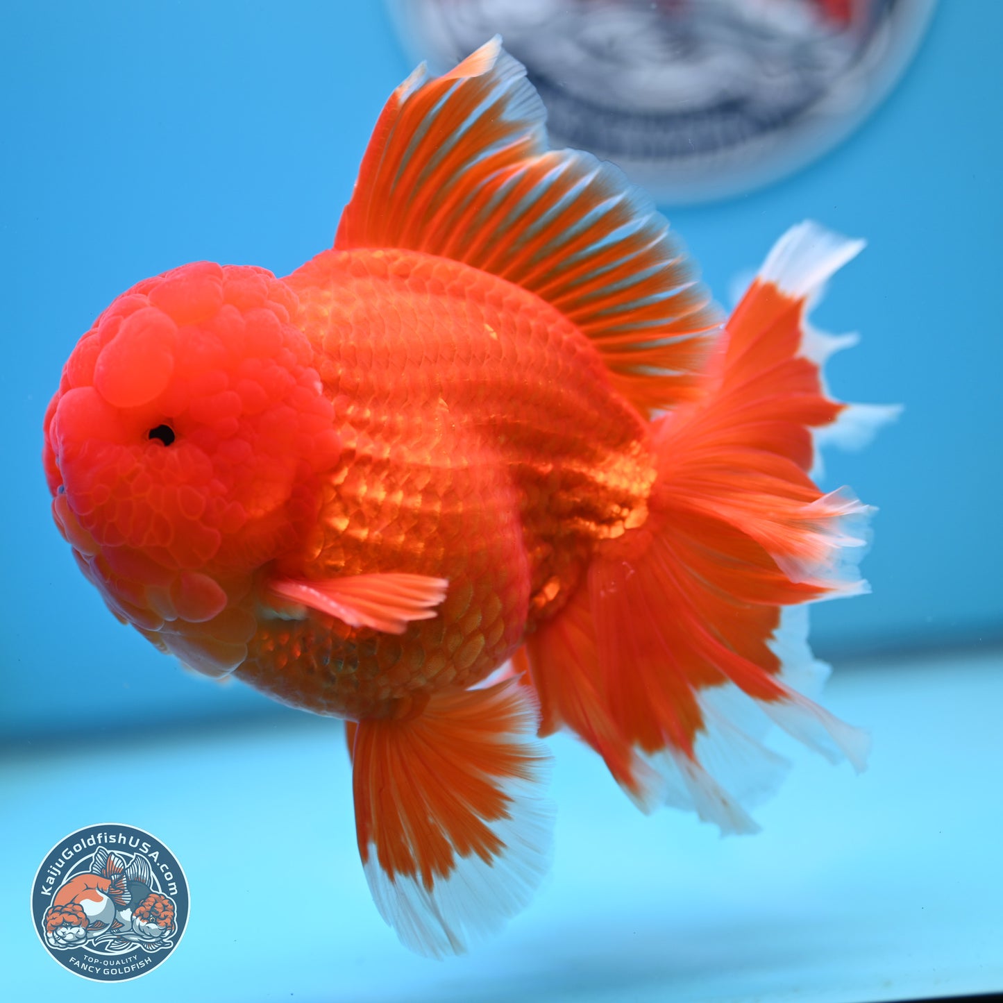 Red White Rose Tail Oranda 4.5 inches Body - Male (250221_OR05)
