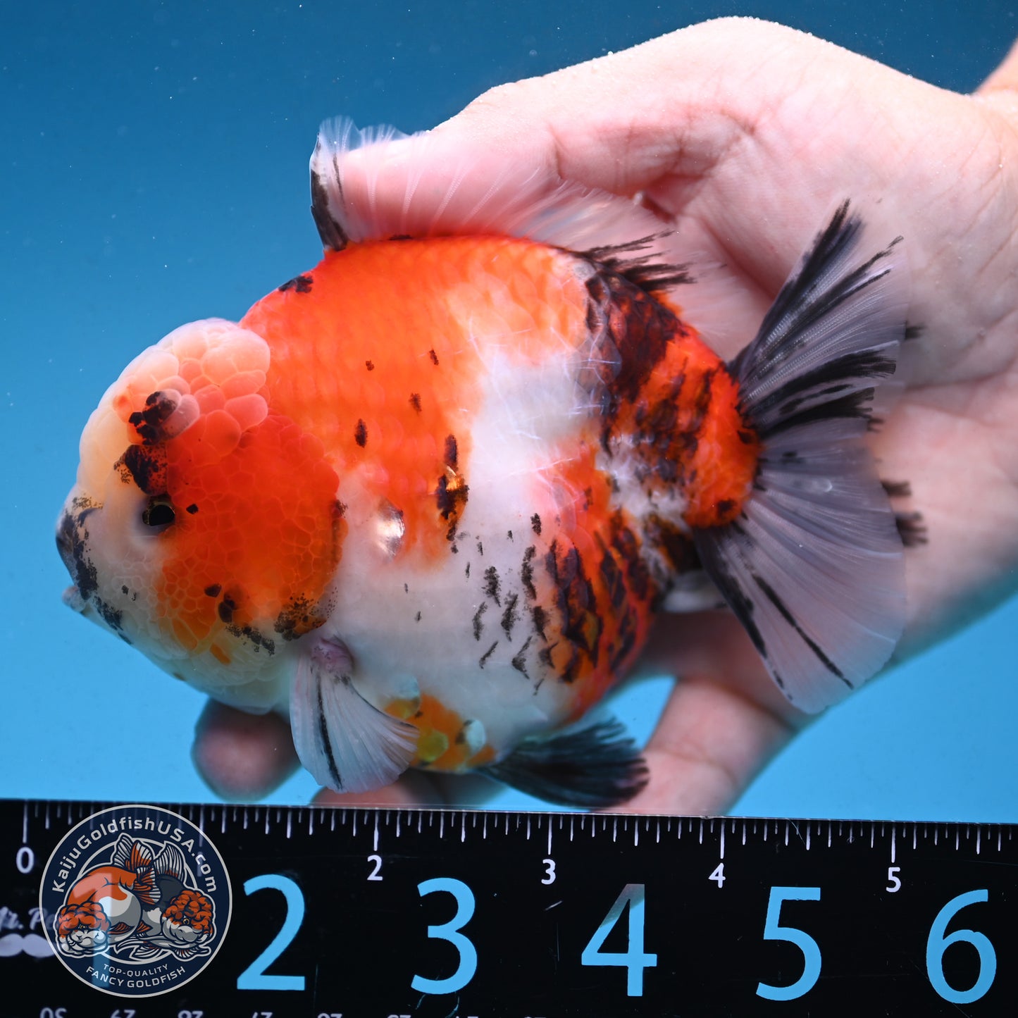 Tricolor Sakura Tiger Oranda 4 inch Body (250912_OR05)