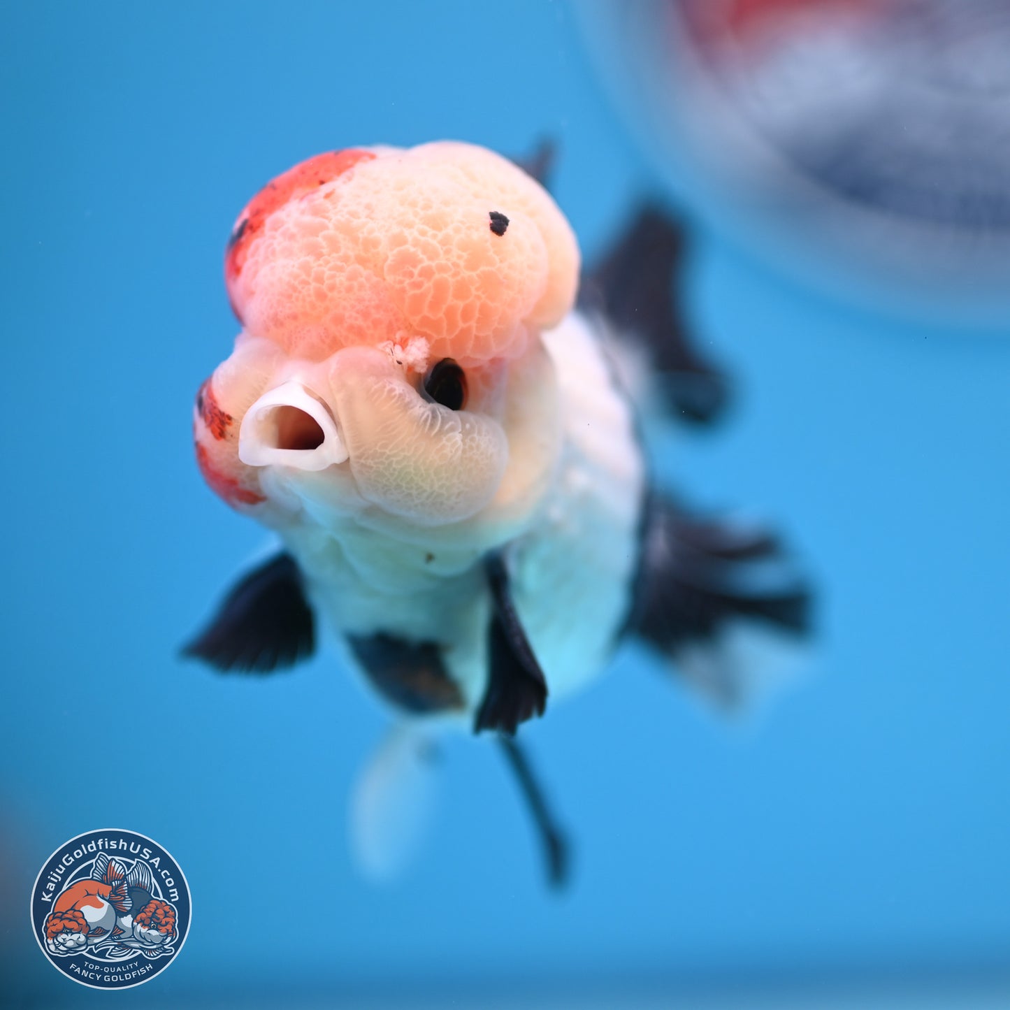 Tricolor Rose Tail Oranda 4.5 inches (241018_OR05) - Kaiju Goldfish USA