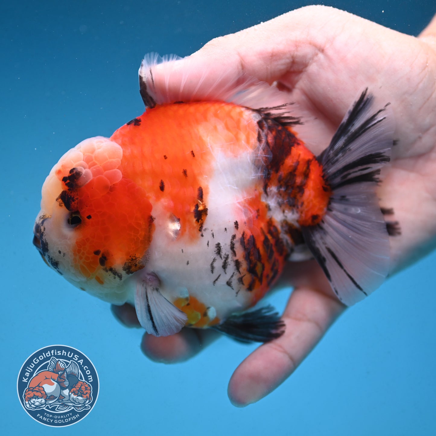 Tricolor Sakura Tiger Oranda 4 inch Body (250912_OR05)