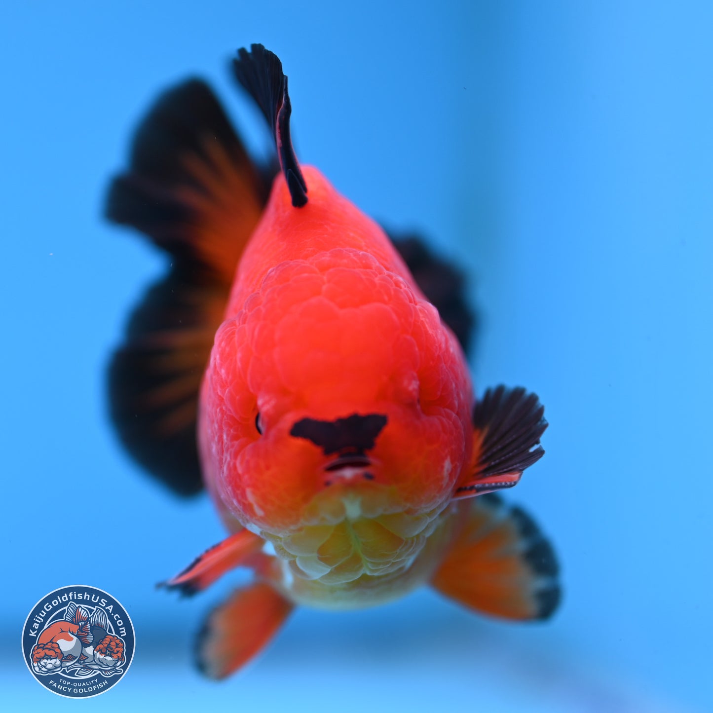 Apache YuanBao Oranda 3.5 inches Body - Male (250314_OR05)