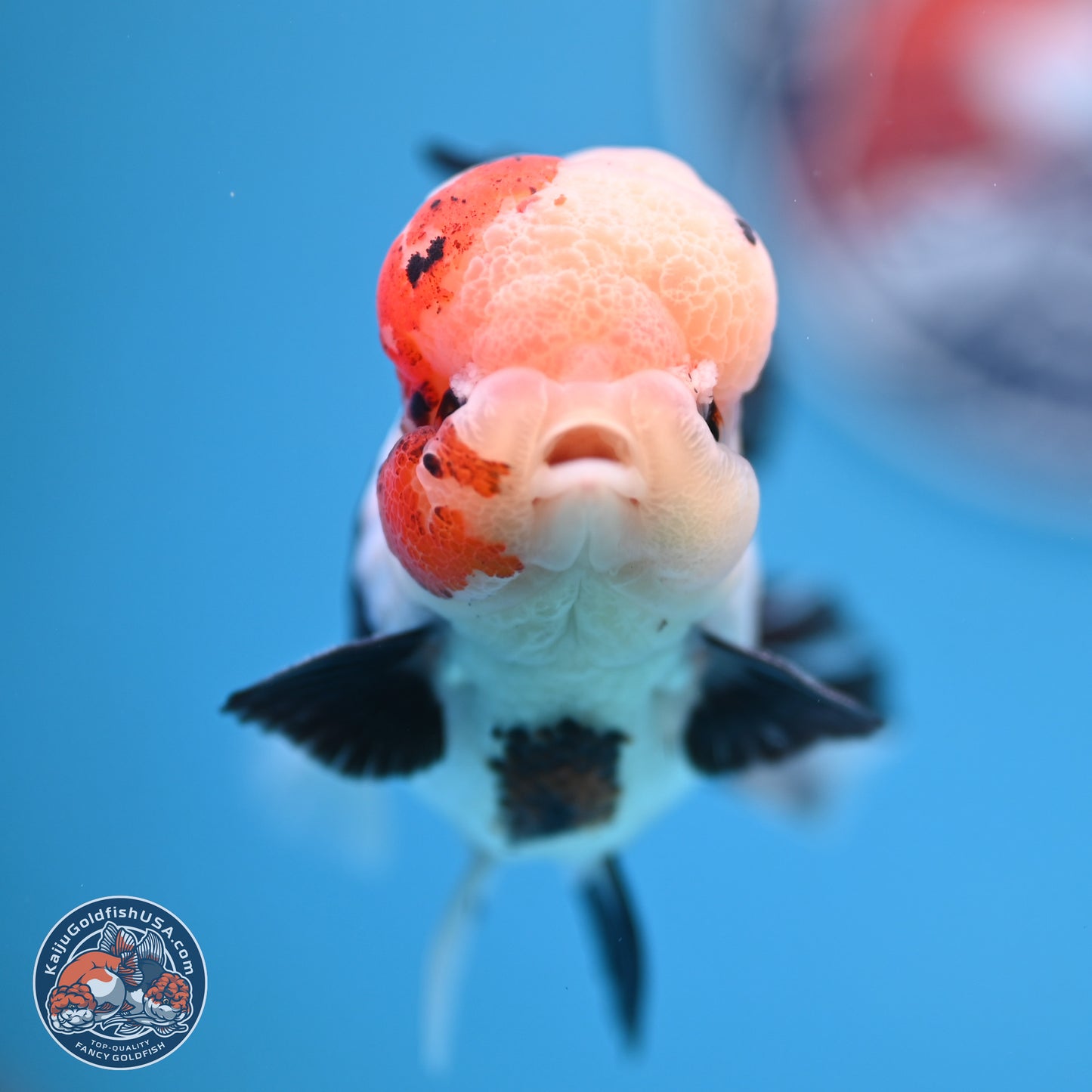 Tricolor Rose Tail Oranda 4.5 inches (241018_OR05) - Kaiju Goldfish USA
