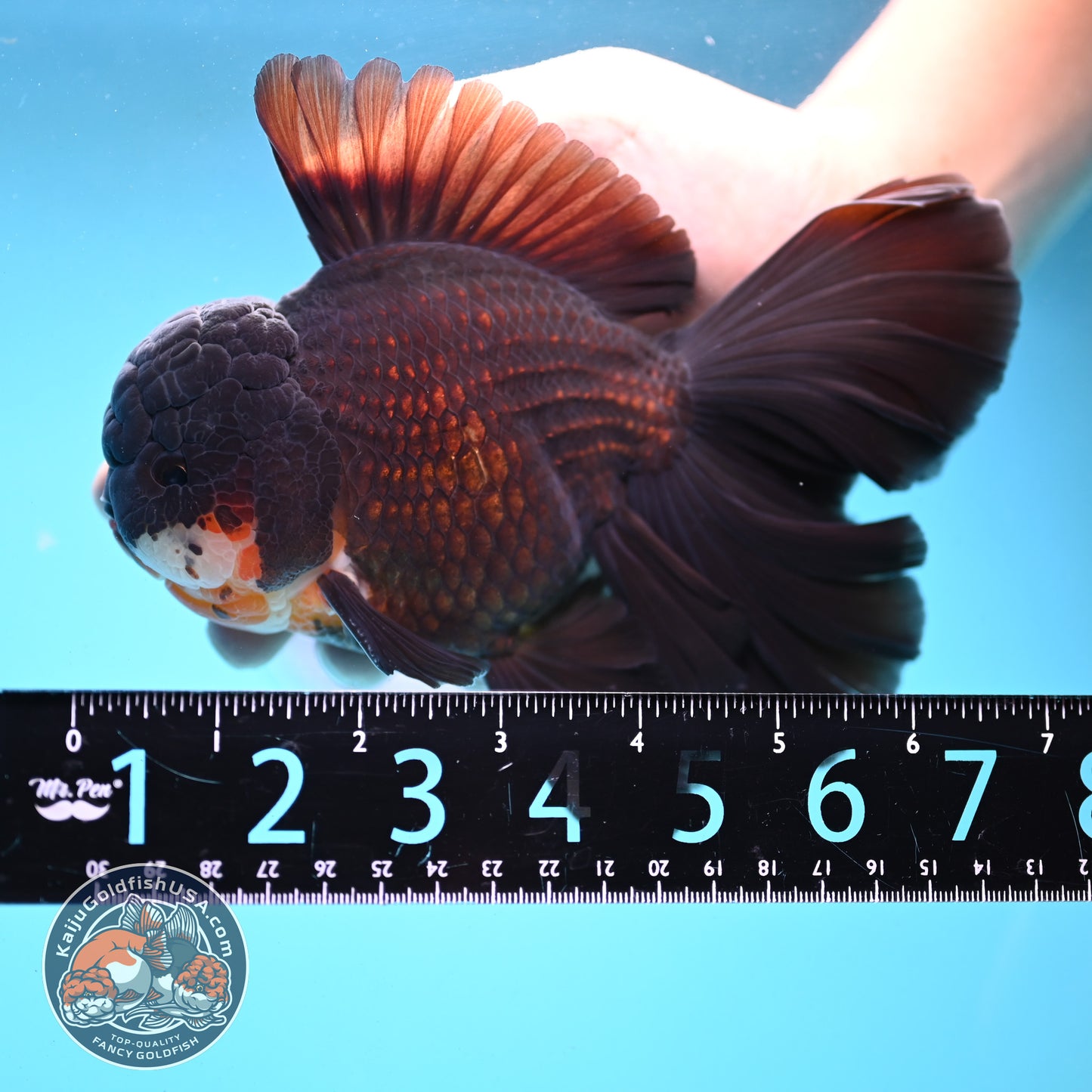 Black Orchid Tail Oranda 4.5 inch Body (251003_OR05)