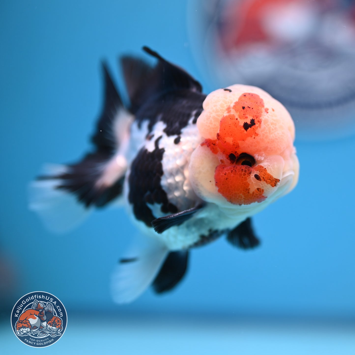 Tricolor Rose Tail Oranda 4.5 inches (241018_OR05) - Kaiju Goldfish USA