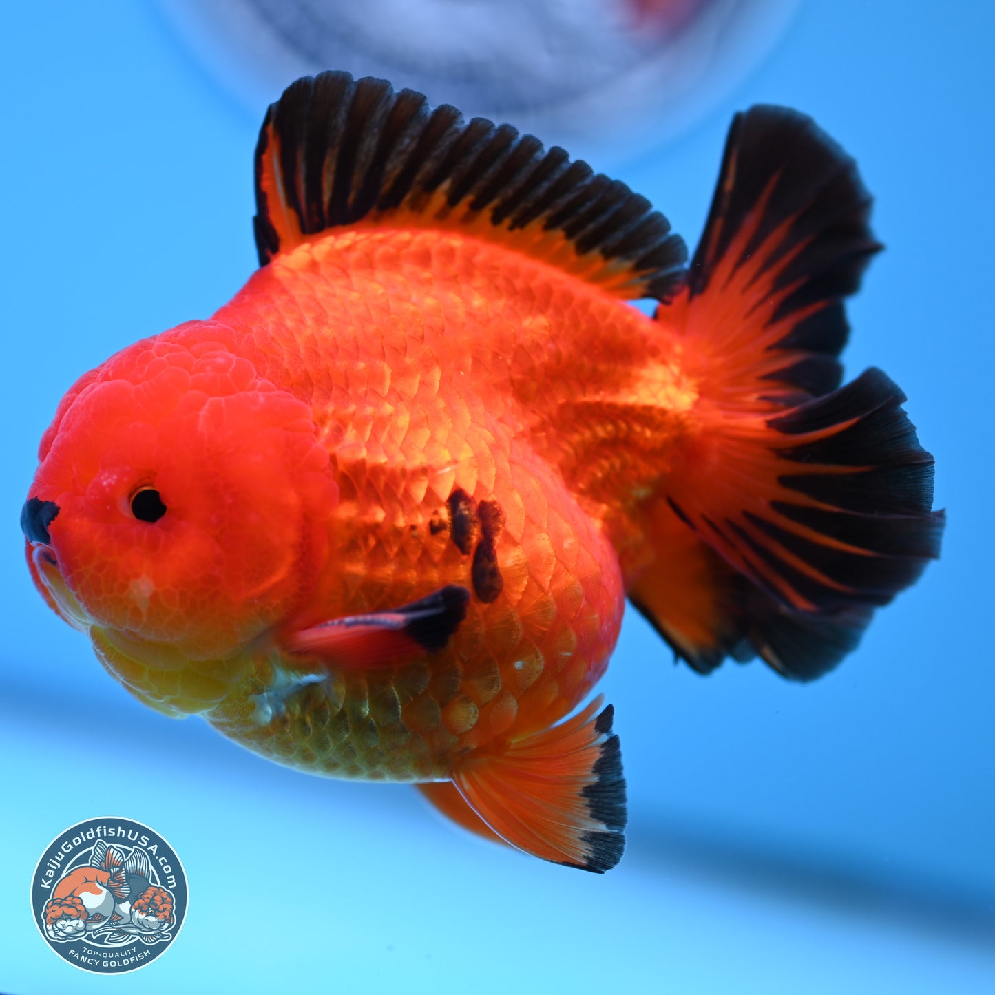 Apache YuanBao Oranda 3.5 inches Body - Male (250314_OR05)