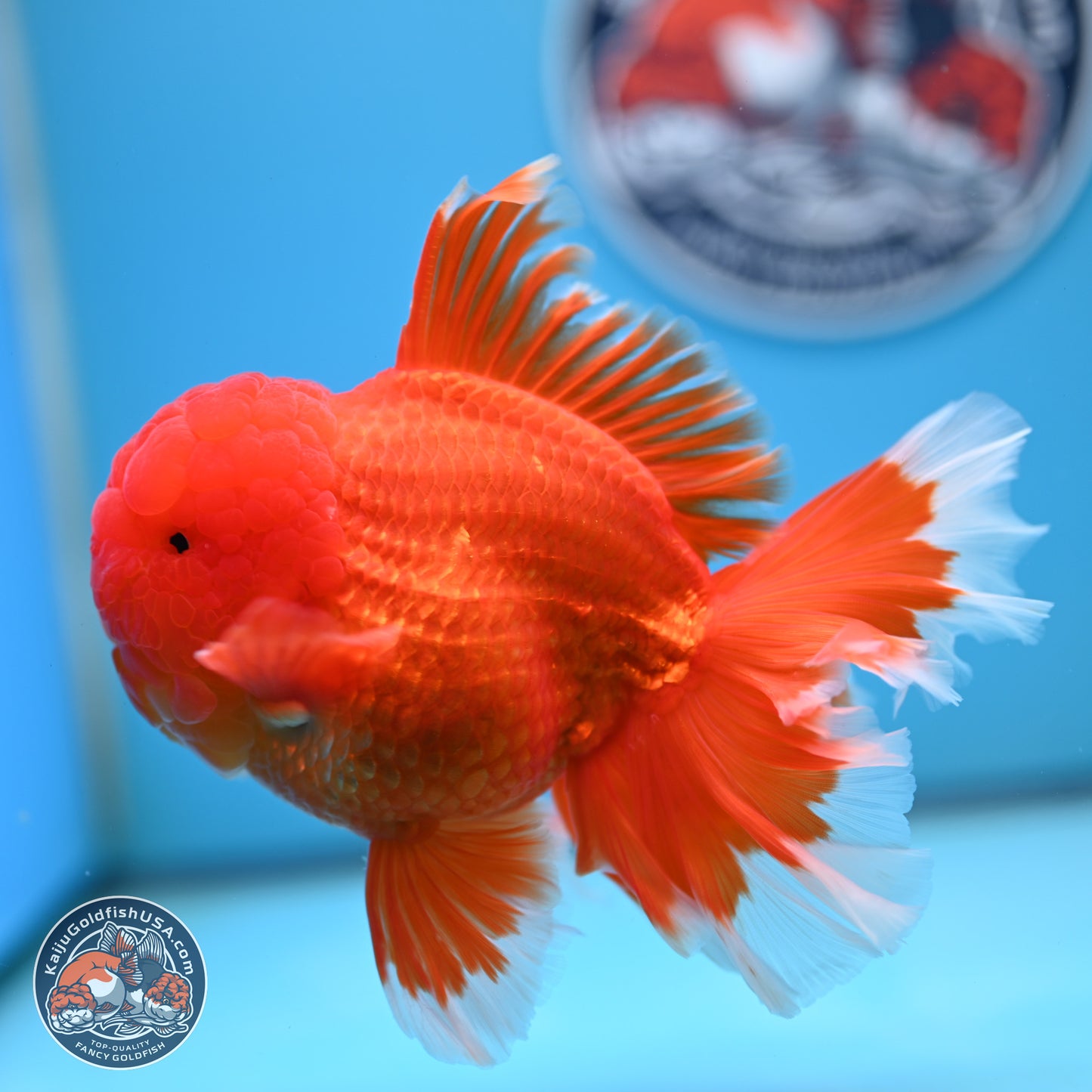 Red White Rose Tail Oranda 4.5 inches Body - Male (250221_OR05)