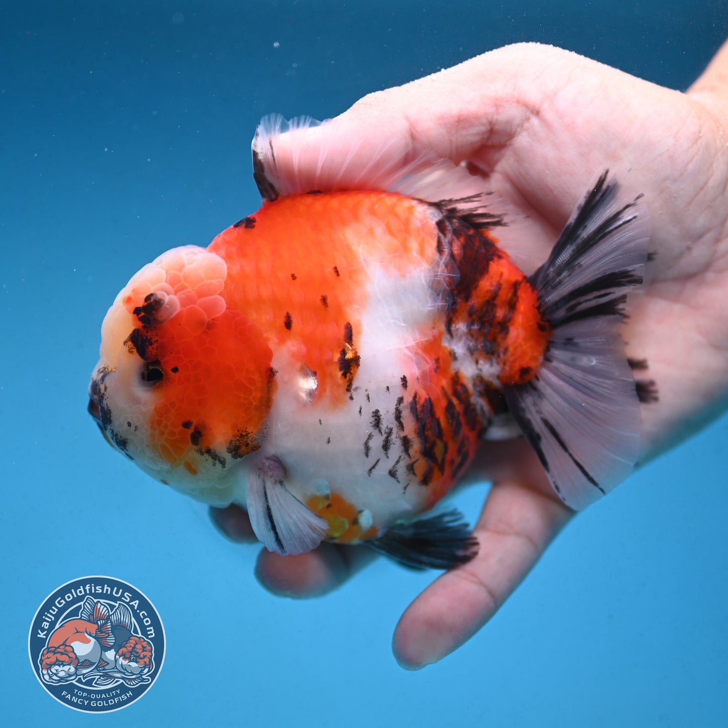 Tricolor Sakura Tiger Oranda 4 inch Body (250912_OR05)