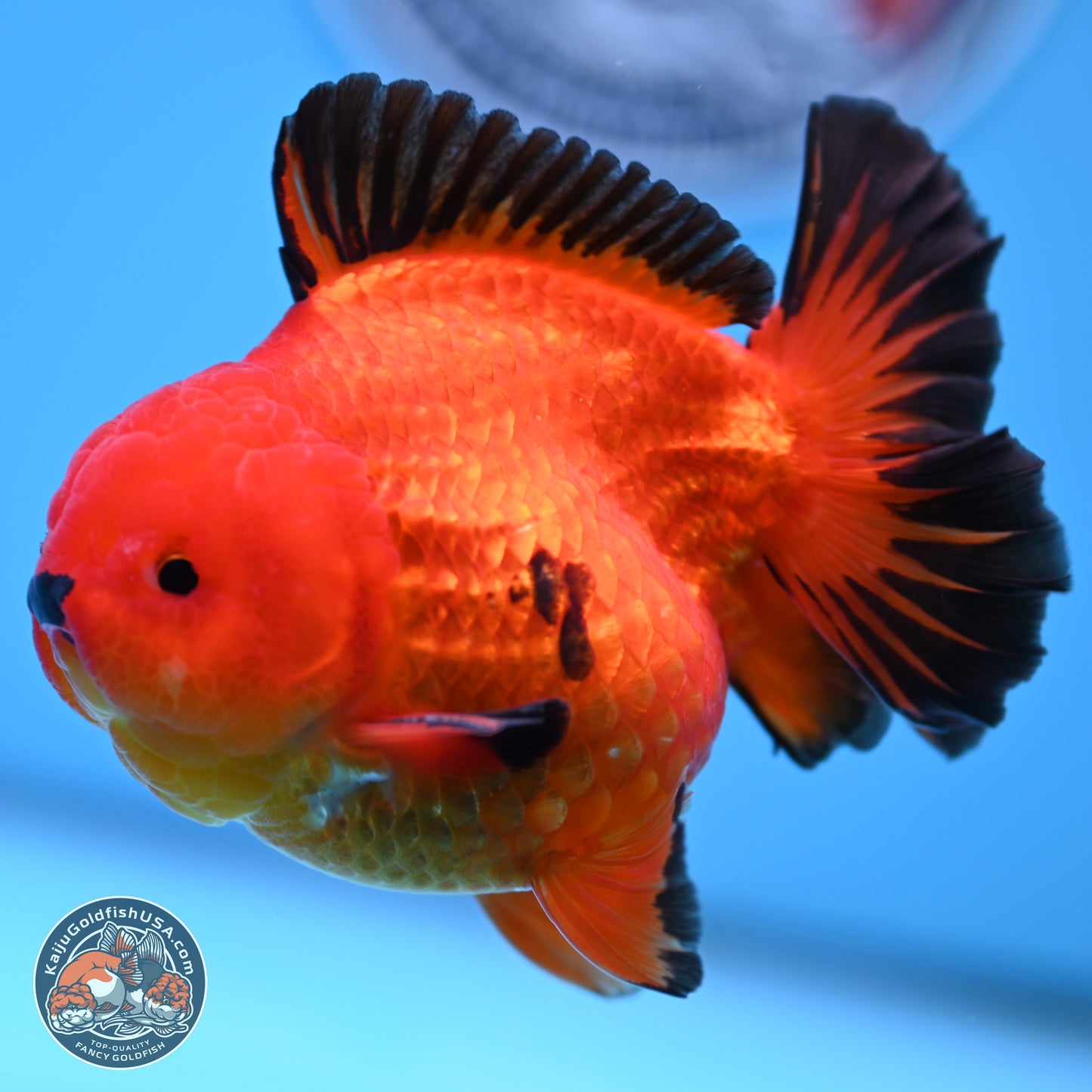 Apache YuanBao Oranda 3.5 inches Body - Male (250314_OR05)
