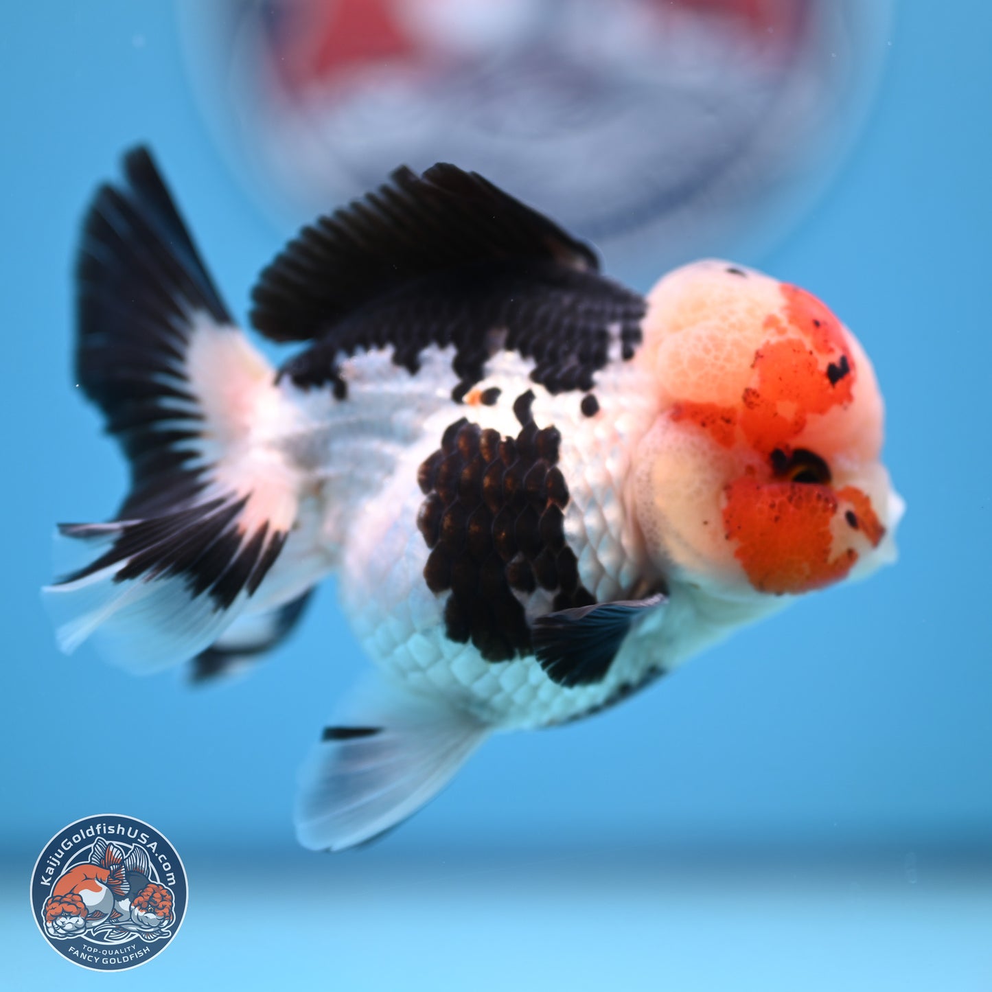 Tricolor Rose Tail Oranda 4.5 inches (241018_OR05) - Kaiju Goldfish USA