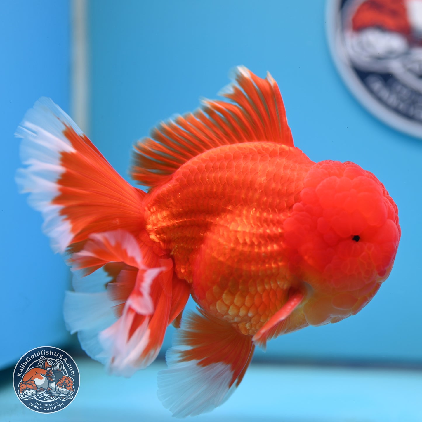 Red White Rose Tail Oranda 4.5 inches Body - Male (250221_OR05)