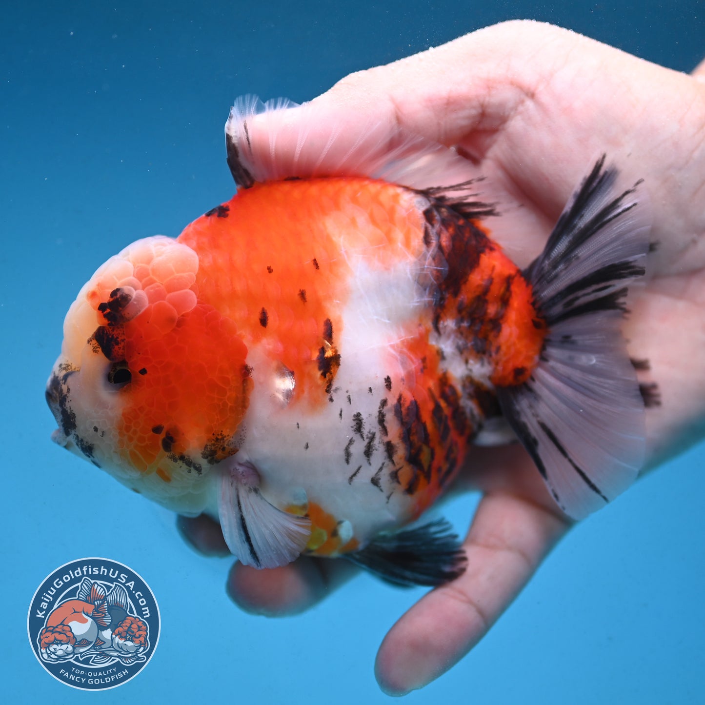 Tricolor Sakura Tiger Oranda 4 inch Body (250912_OR05)