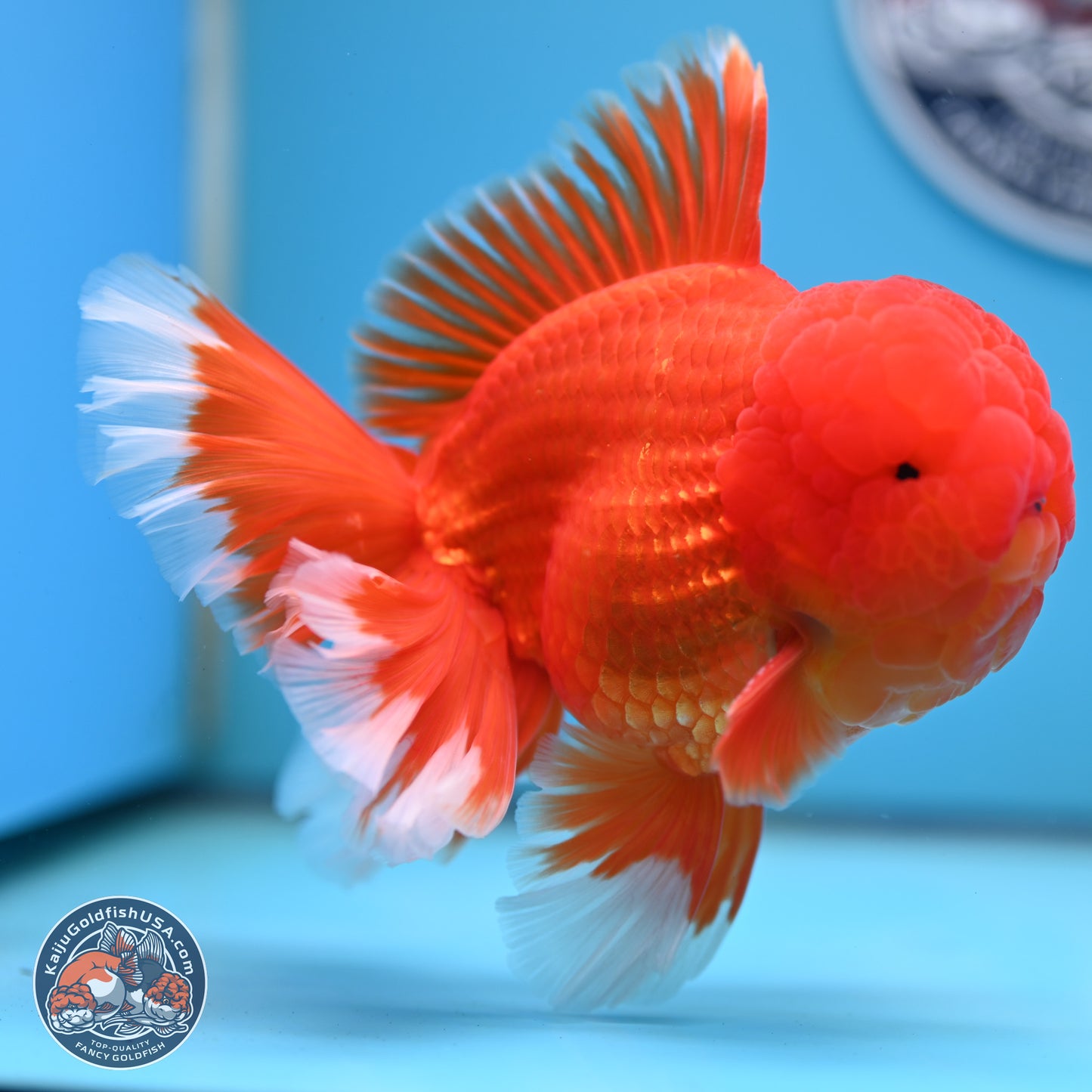 Red White Rose Tail Oranda 4.5 inches Body - Male (250221_OR05)