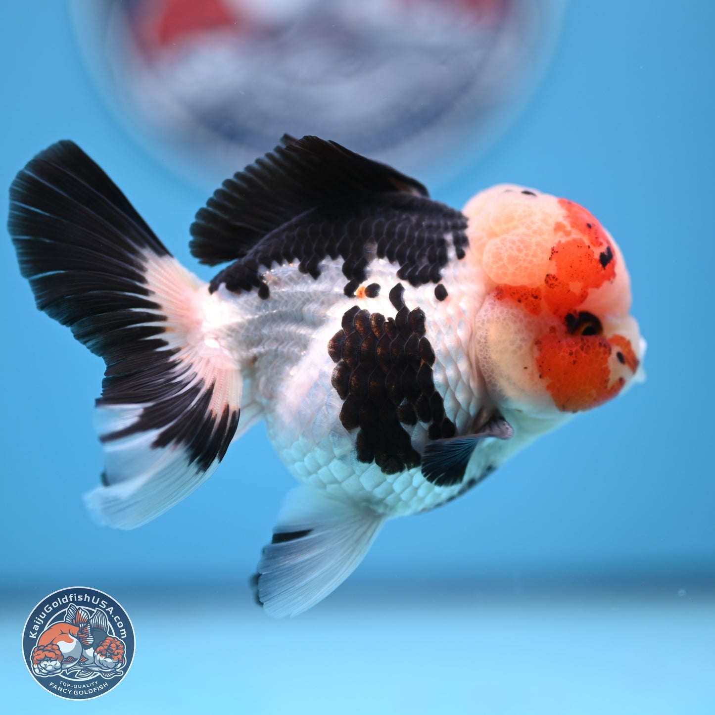Tricolor Rose Tail Oranda 4.5 inches (241018_OR05) - Kaiju Goldfish USA
