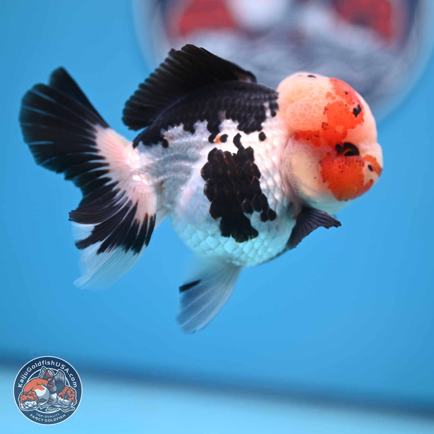 Tricolor Rose Tail Oranda 4.5 inches (241018_OR05) - Kaiju Goldfish USA