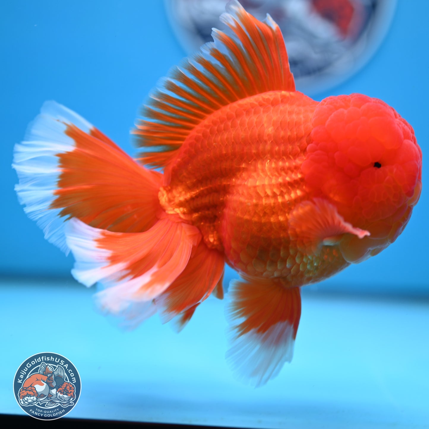 Red White Rose Tail Oranda 4.5 inches Body - Male (250221_OR05)