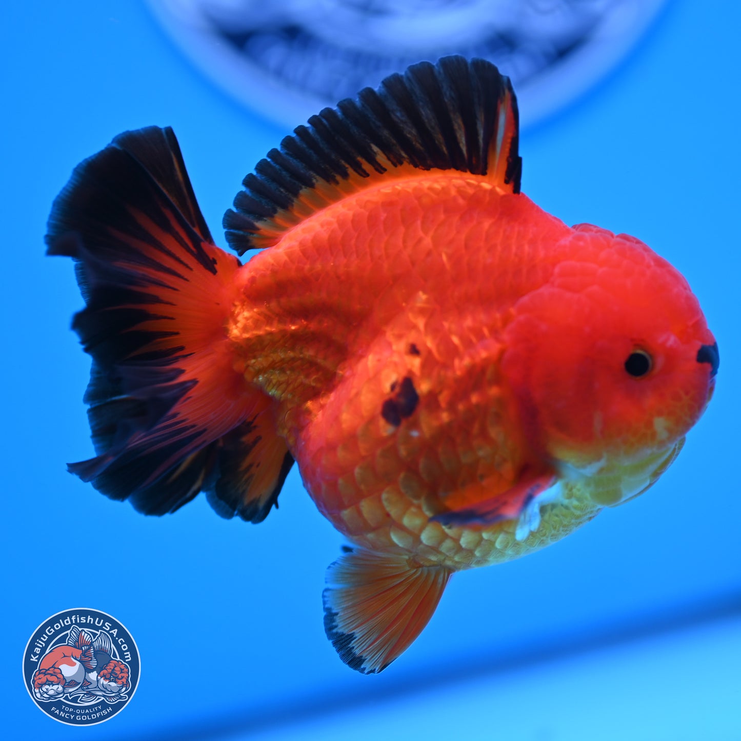 Apache YuanBao Oranda 3.5 inches Body - Male (250314_OR05)
