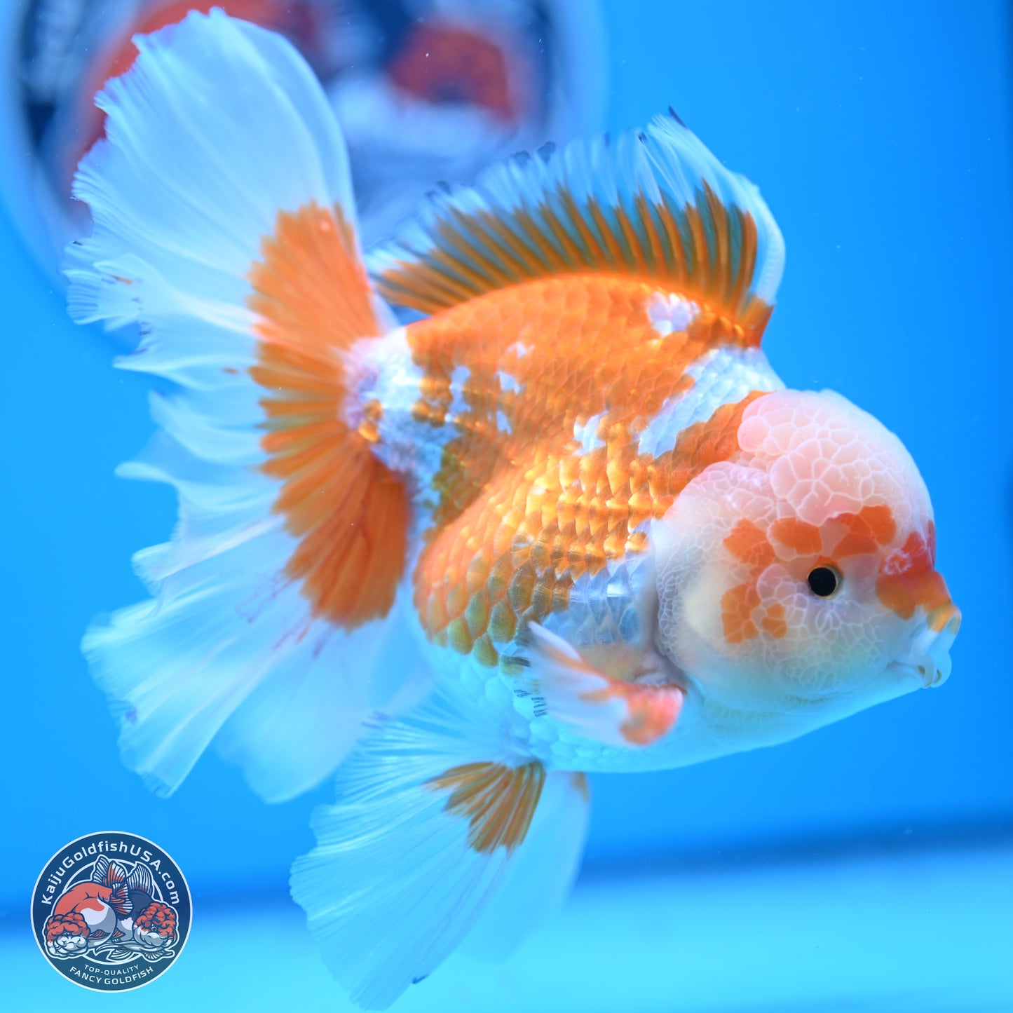 Red White Rose Tail Oranda 4-6.5 inches (240906_OR05) - Kaiju Goldfish USA