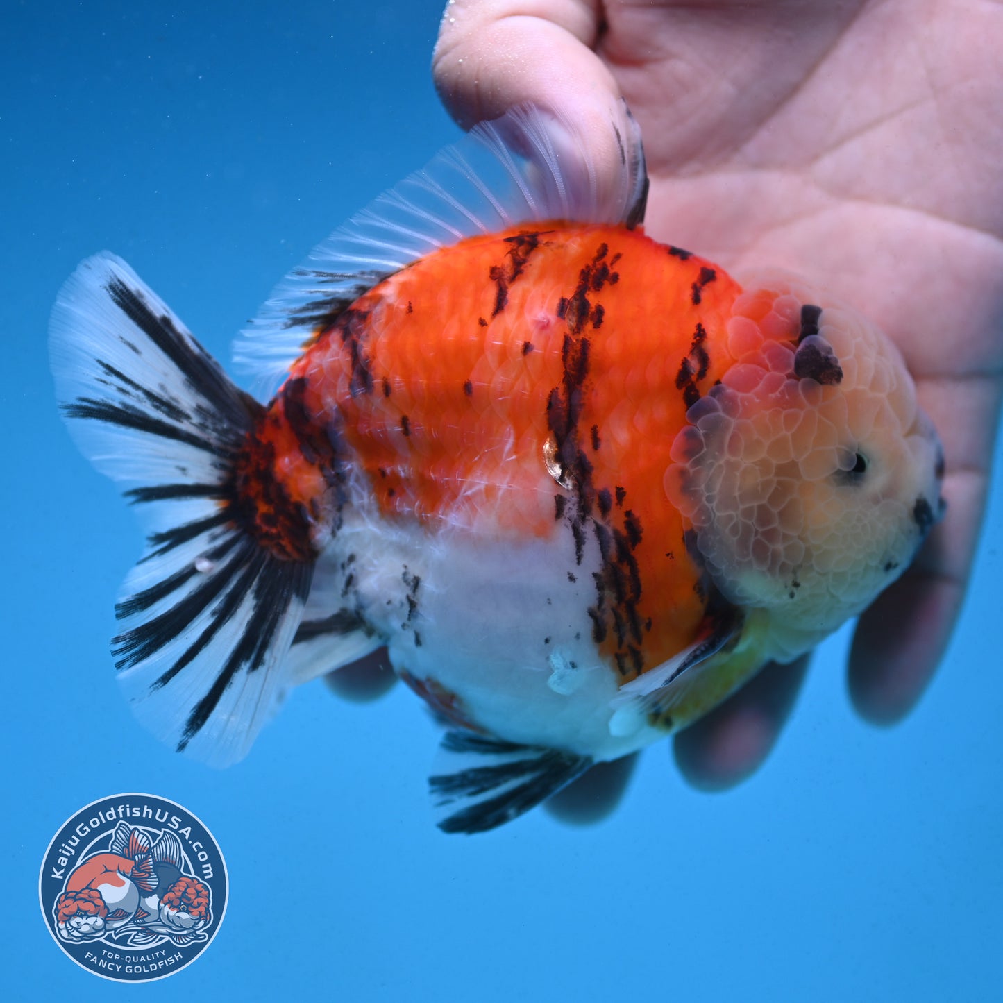 Tricolor Sakura Tiger Oranda 4 inch Body (250912_OR05)