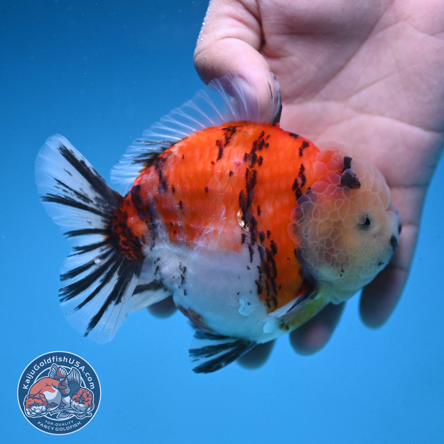 Tricolor Sakura Tiger Oranda 4 inch Body (250912_OR05)