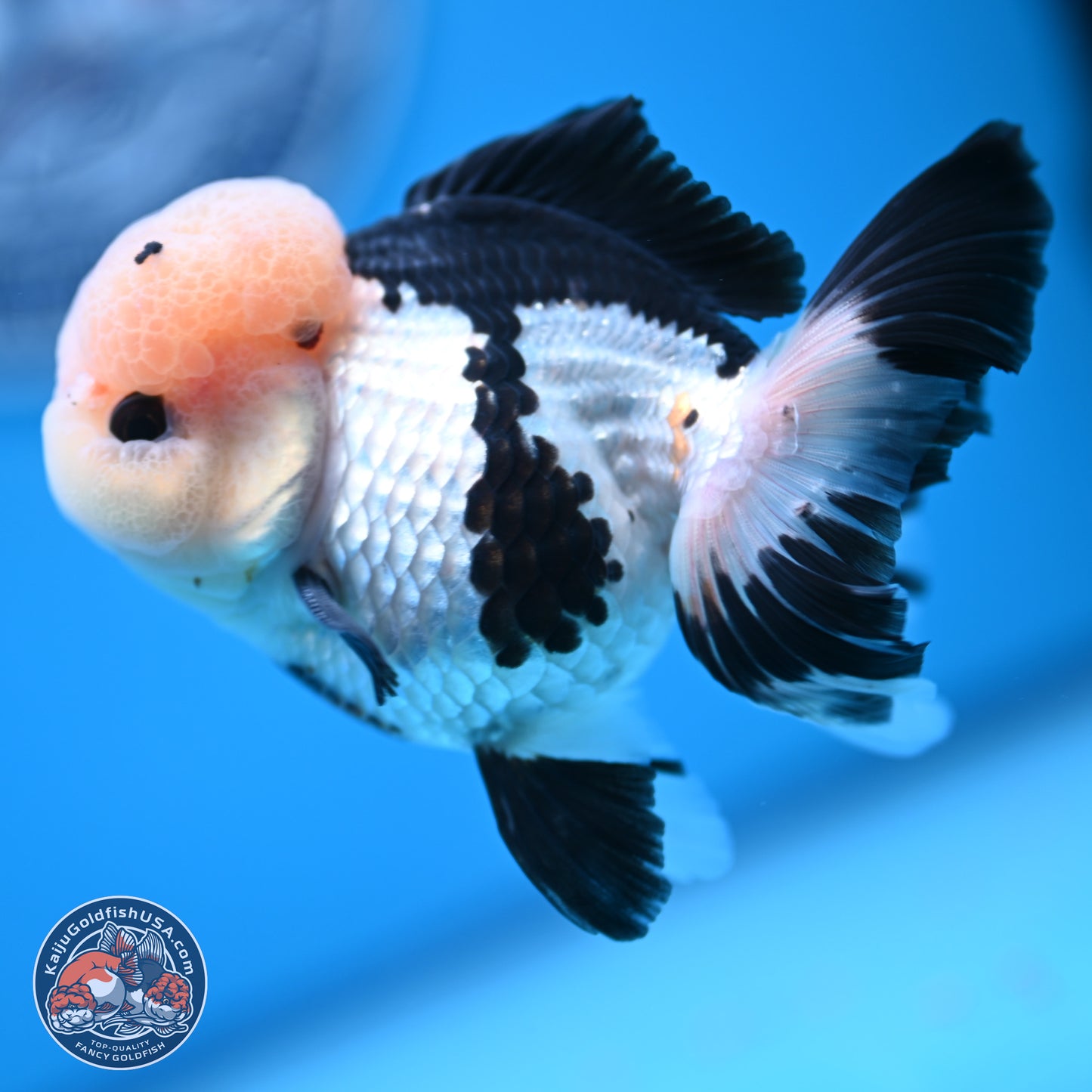 Tricolor Rose Tail Oranda 4.5 inches (241018_OR05) - Kaiju Goldfish USA