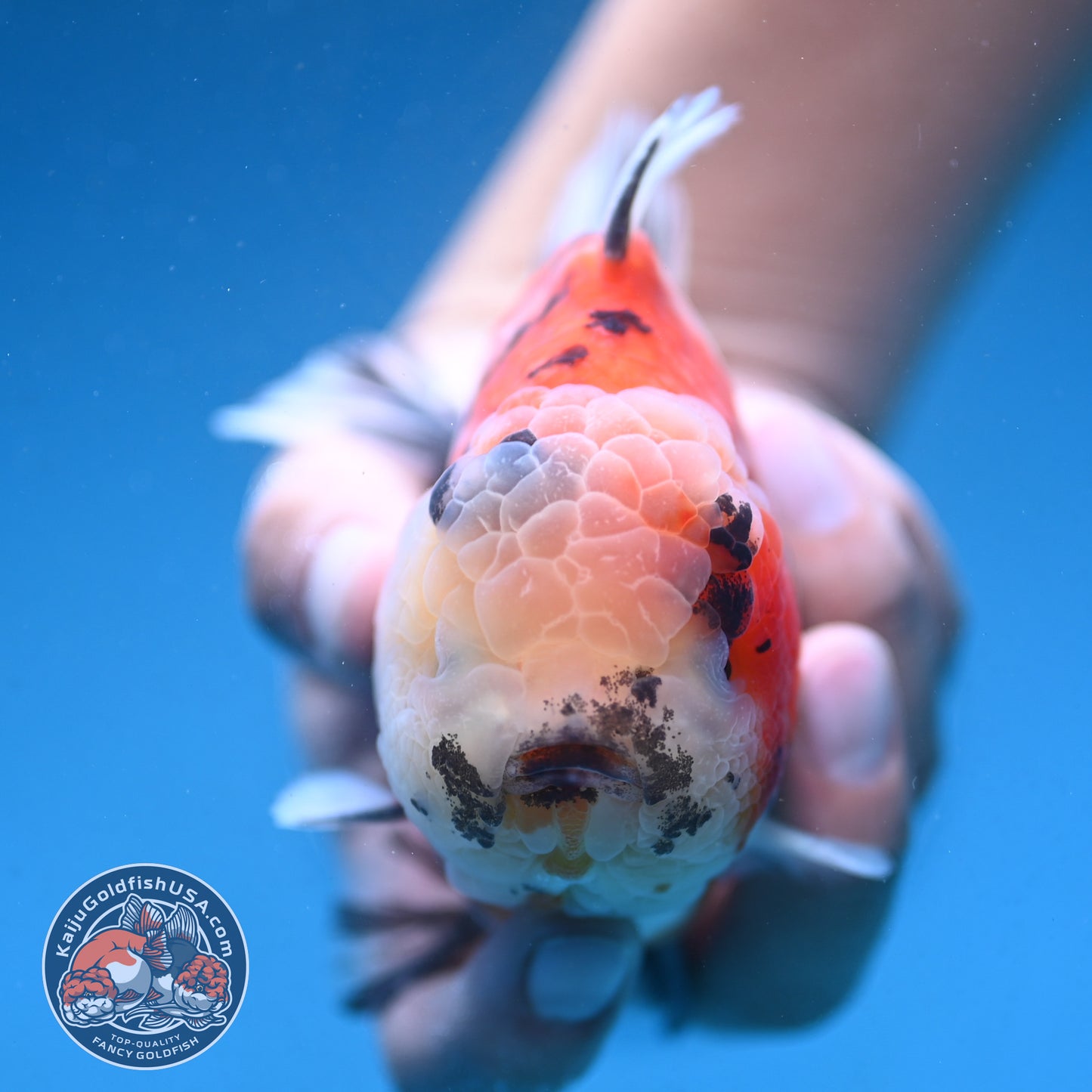 Tricolor Sakura Tiger Oranda 4 inch Body (250912_OR05)