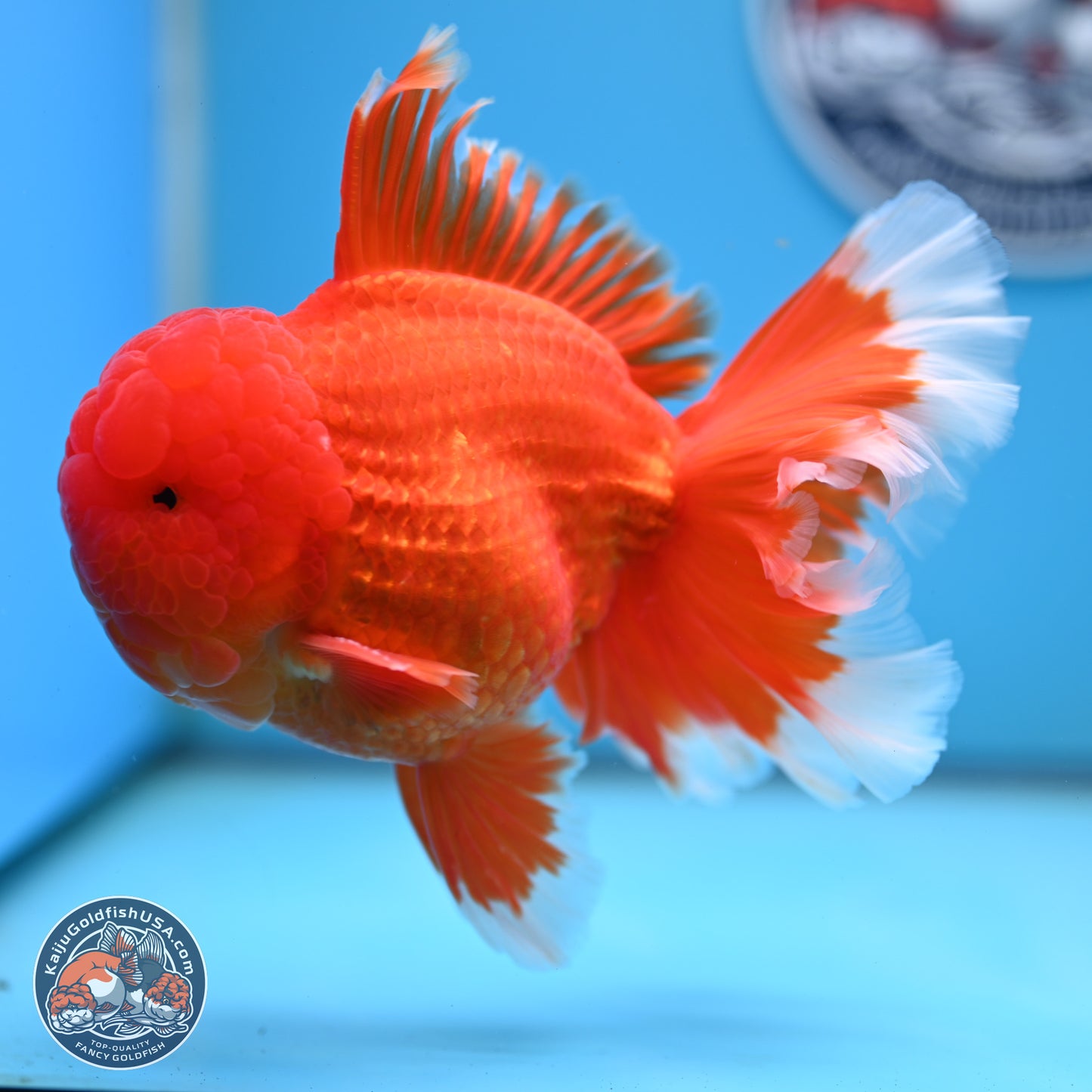 Red White Rose Tail Oranda 4.5 inches Body - Male (250221_OR05)