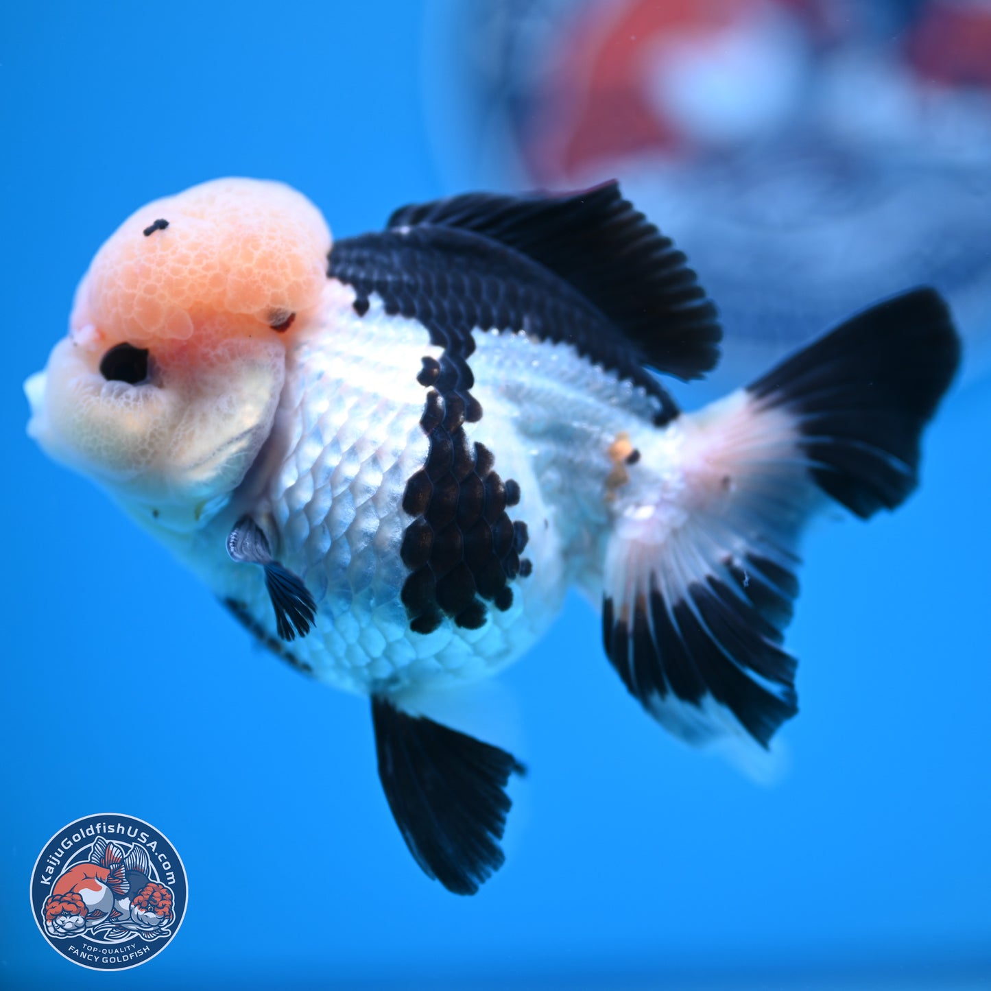 Tricolor Rose Tail Oranda 4.5 inches (241018_OR05) - Kaiju Goldfish USA