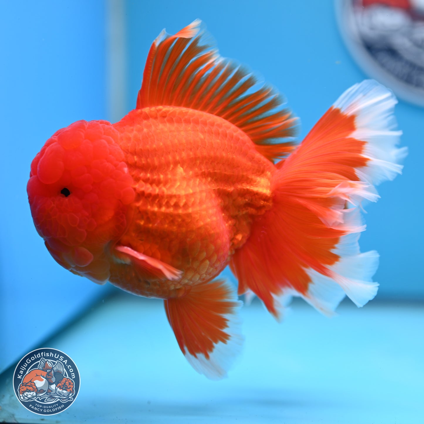 Red White Rose Tail Oranda 4.5 inches Body - Male (250221_OR05)