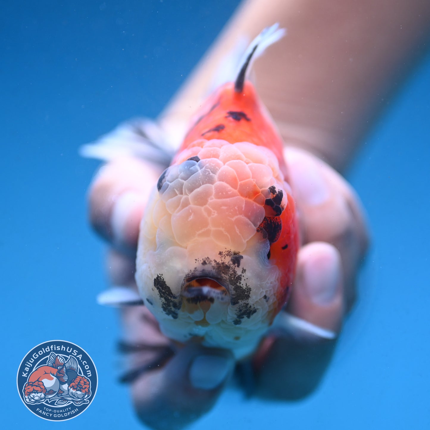 Tricolor Sakura Tiger Oranda 4 inch Body (250912_OR05)