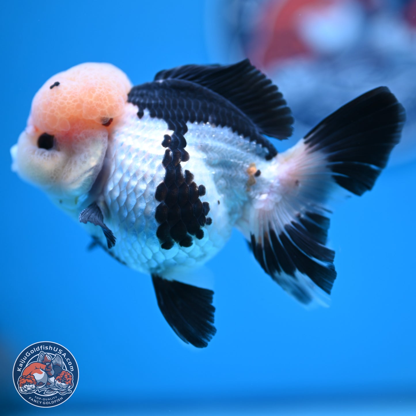 Tricolor Rose Tail Oranda 4.5 inches (241018_OR05) - Kaiju Goldfish USA