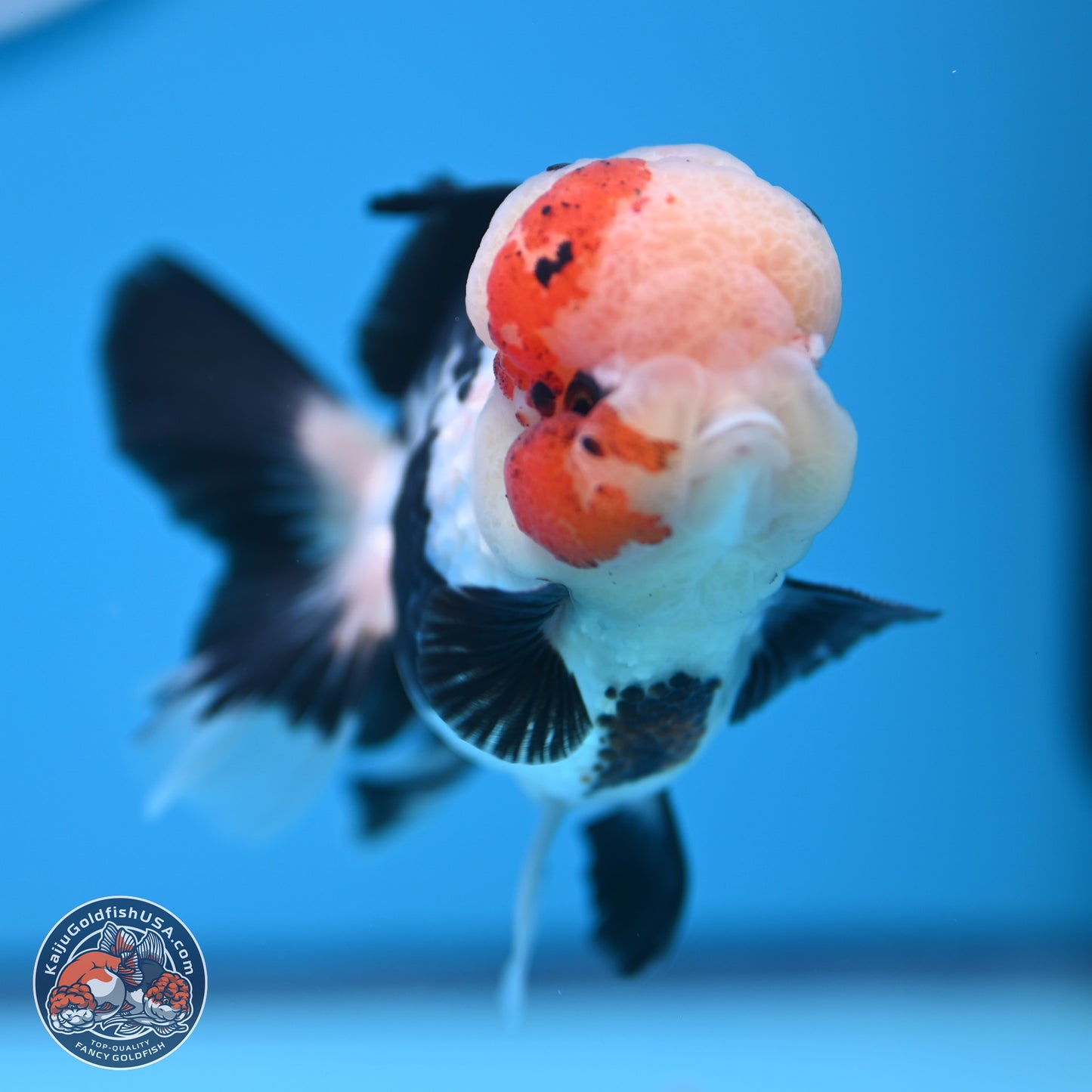 Tricolor Rose Tail Oranda 4.5 inches (241018_OR05) - Kaiju Goldfish USA