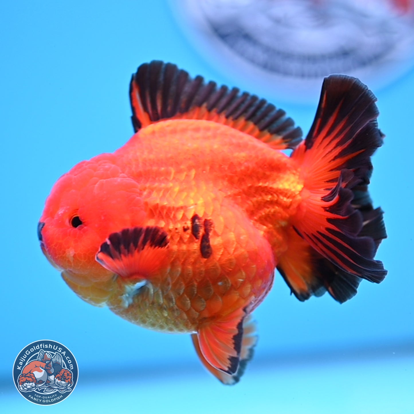 Apache YuanBao Oranda 3.5 inches Body - Male (250314_OR05)