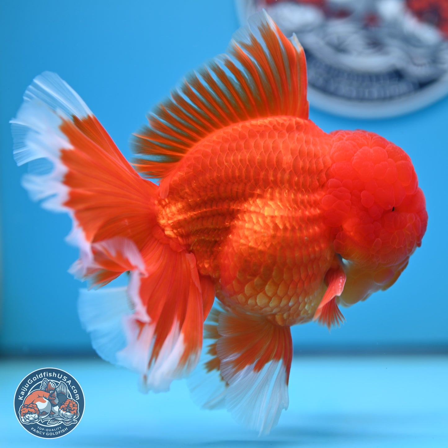 Red White Rose Tail Oranda 4.5 inches Body - Male (250221_OR05)
