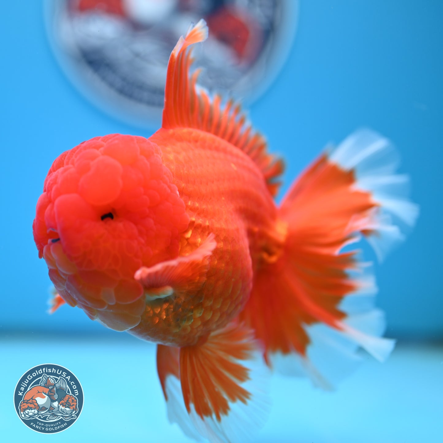 Red White Rose Tail Oranda 4.5 inches Body - Male (250221_OR05)