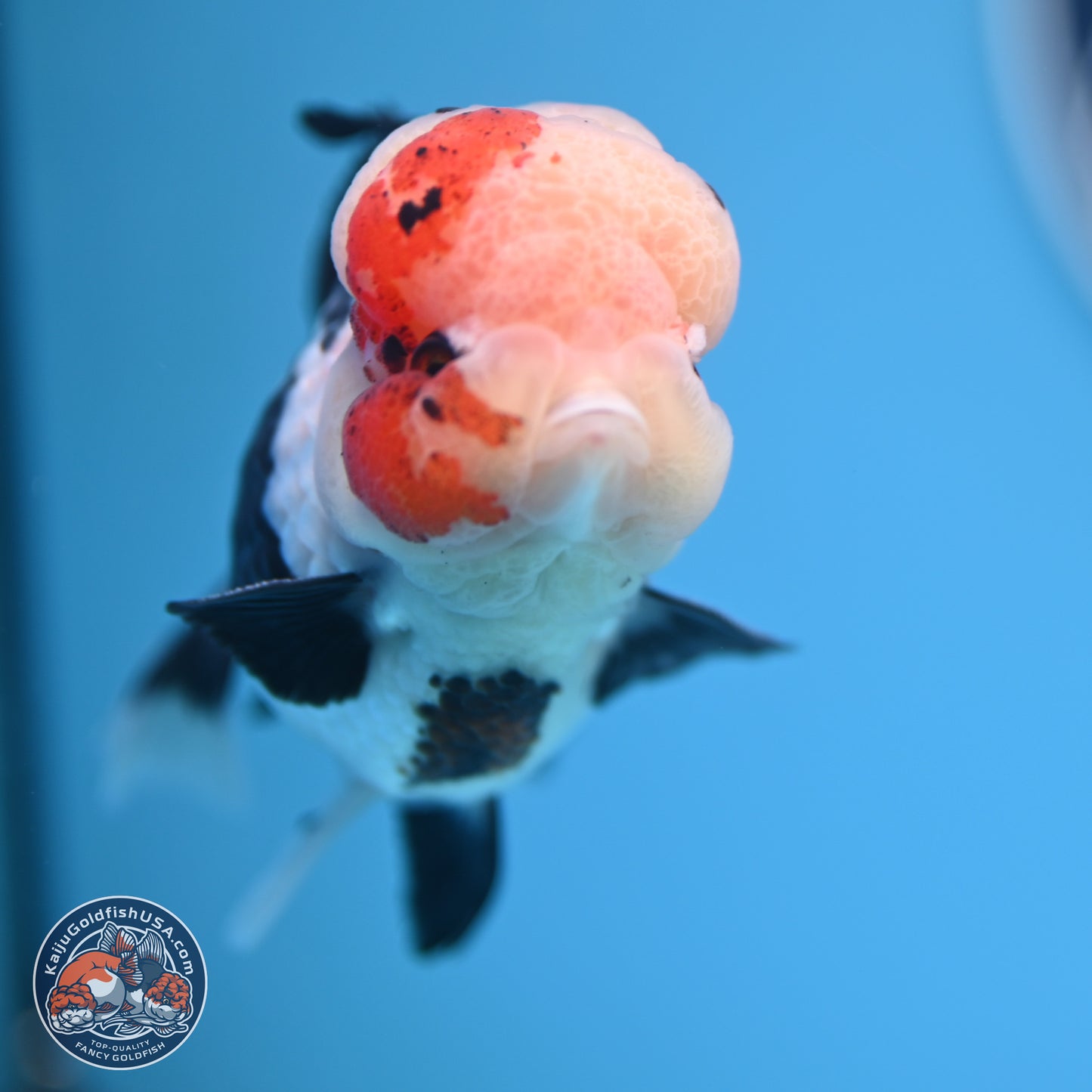 Tricolor Rose Tail Oranda 4.5 inches (241018_OR05) - Kaiju Goldfish USA