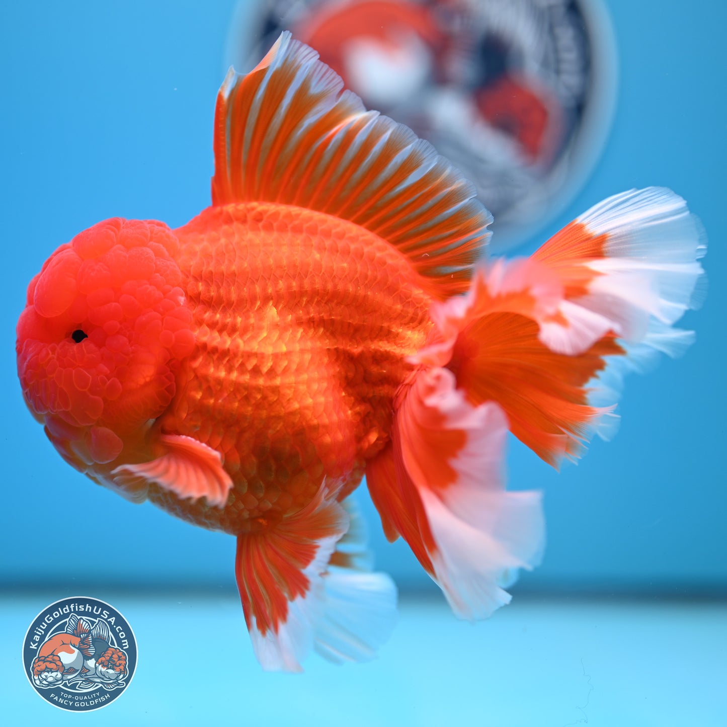 Red White Rose Tail Oranda 4.5 inches Body - Male (250221_OR05)