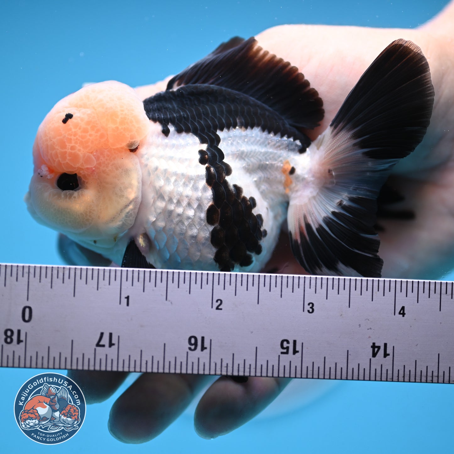 Tricolor Rose Tail Oranda 4.5 inches (241018_OR05) - Kaiju Goldfish USA