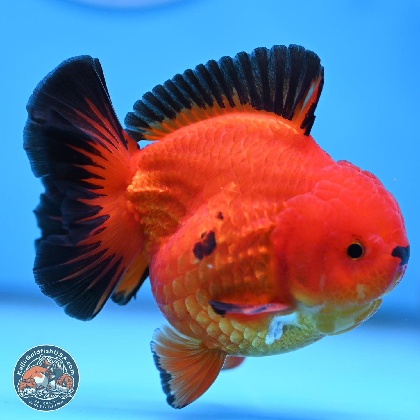 Apache YuanBao Oranda 3.5 inches Body - Male (250314_OR05)