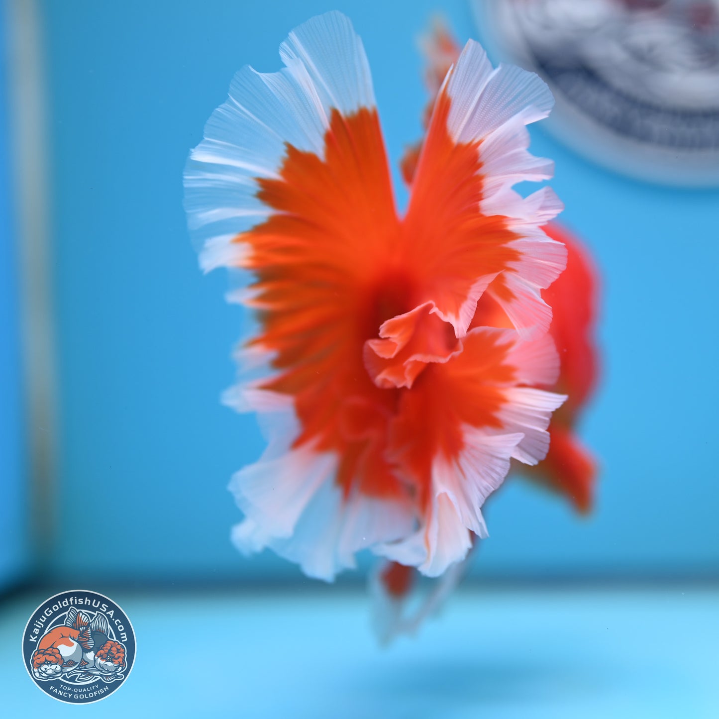 Red White Rose Tail Oranda 4.5 inches Body - Male (250221_OR05)