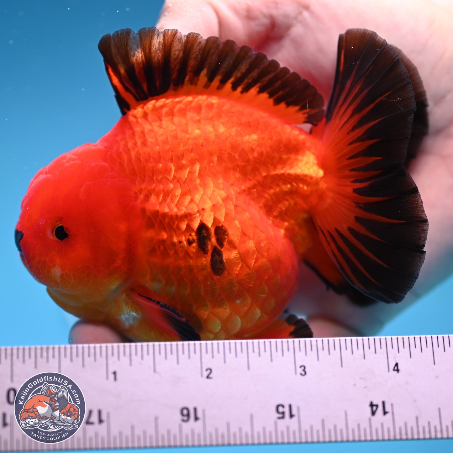 Apache YuanBao Oranda 3.5 inches Body - Male (250314_OR05)